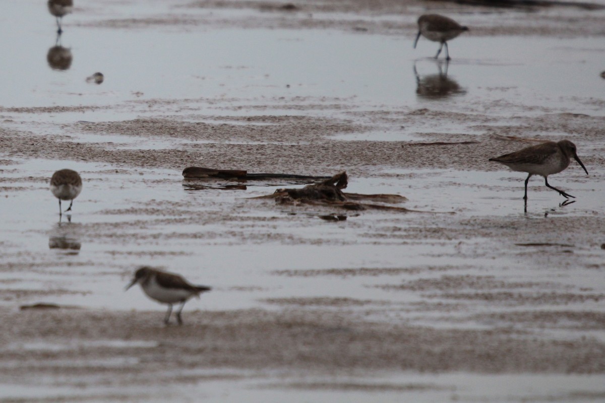 Bergstrandläufer - ML650670381