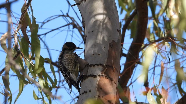 Yellow-bellied Sapsucker - ML650670382