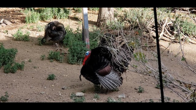 Wild Turkey - ML650670386