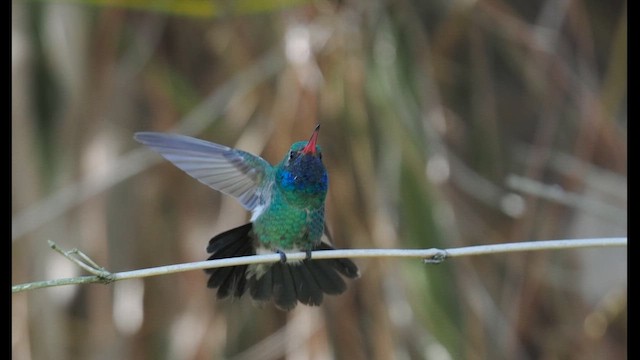 Broad-billed Hummingbird - ML650670473