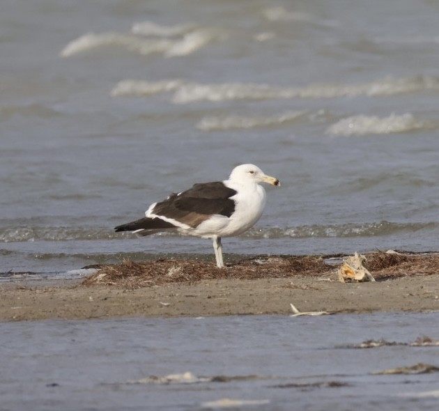 Kelp Gull - ML650670503