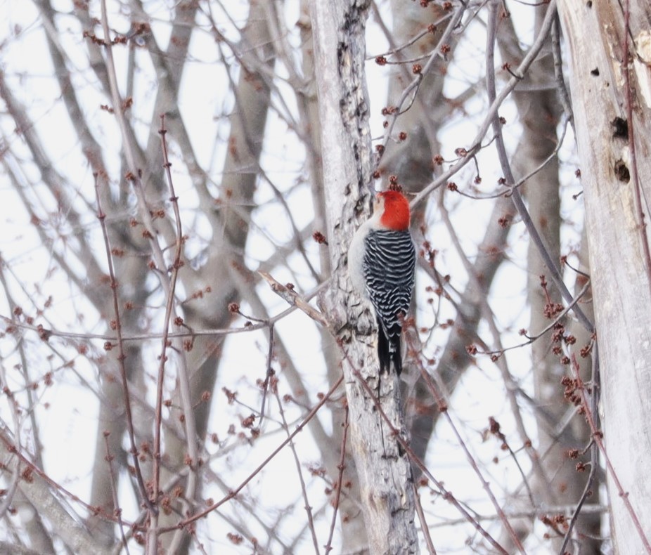 Гіла каролінська - ML650670640