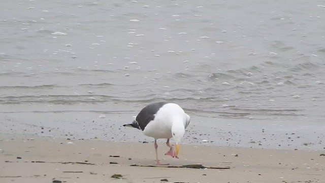 Western Gull - ML650670719
