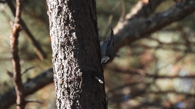 White-breasted Nuthatch - ML650670826
