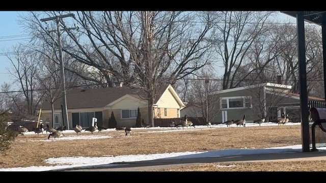 Canada Goose - ML650670843