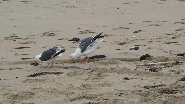 Western Gull - ML650670936