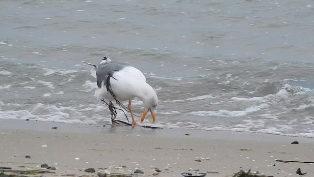 Western Gull - ML650670960