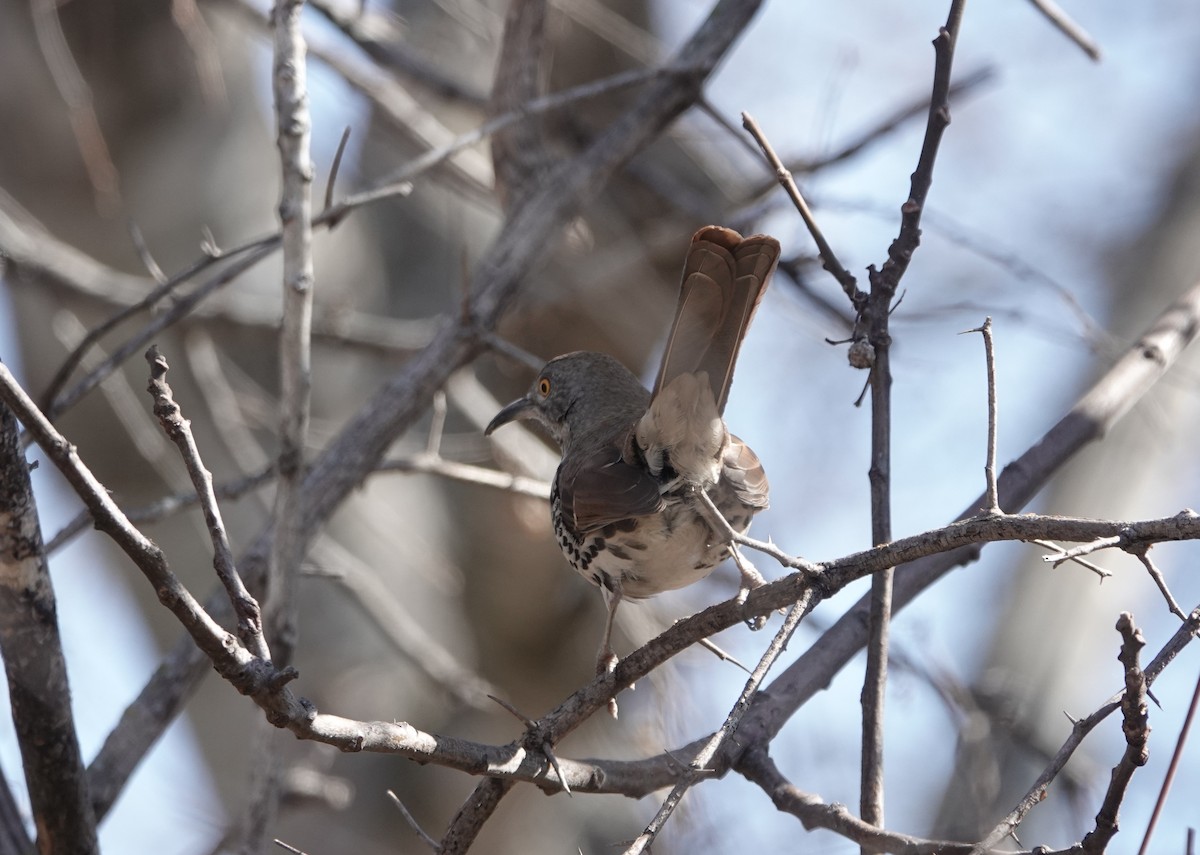 Long-billed Thrasher - ML650670981