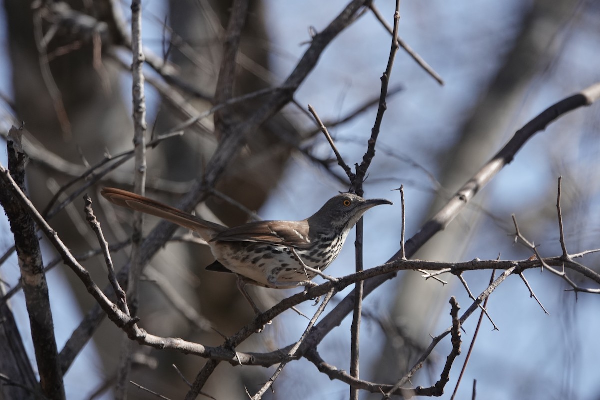 Long-billed Thrasher - ML650670983