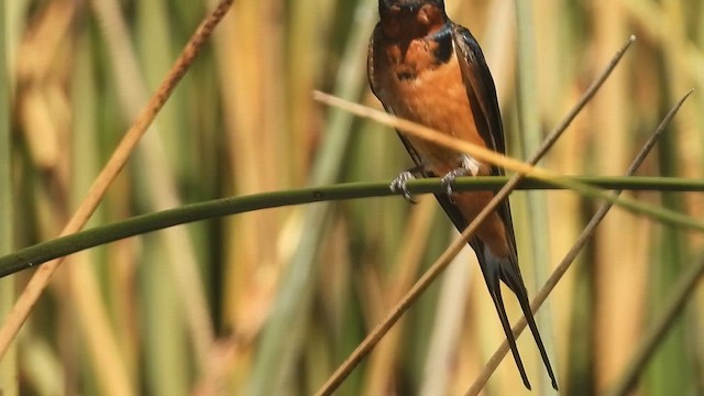 Barn Swallow - ML650670988
