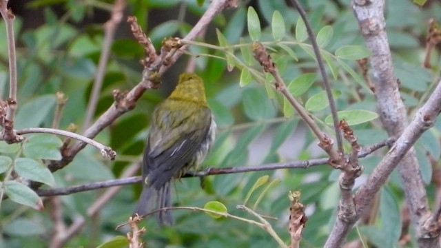 Swinhoe's White-eye - ML650671024