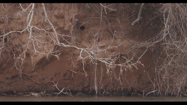 Ringed Kingfisher - ML650671028