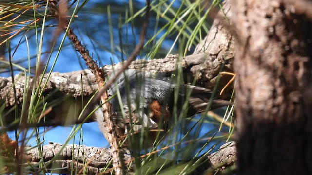 White-breasted Nuthatch - ML650671061