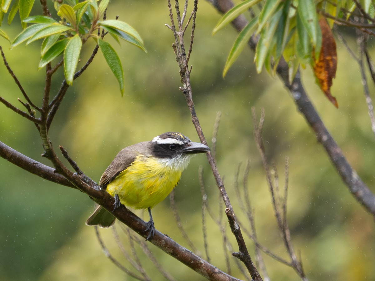 Boat-billed Flycatcher - ML650671075