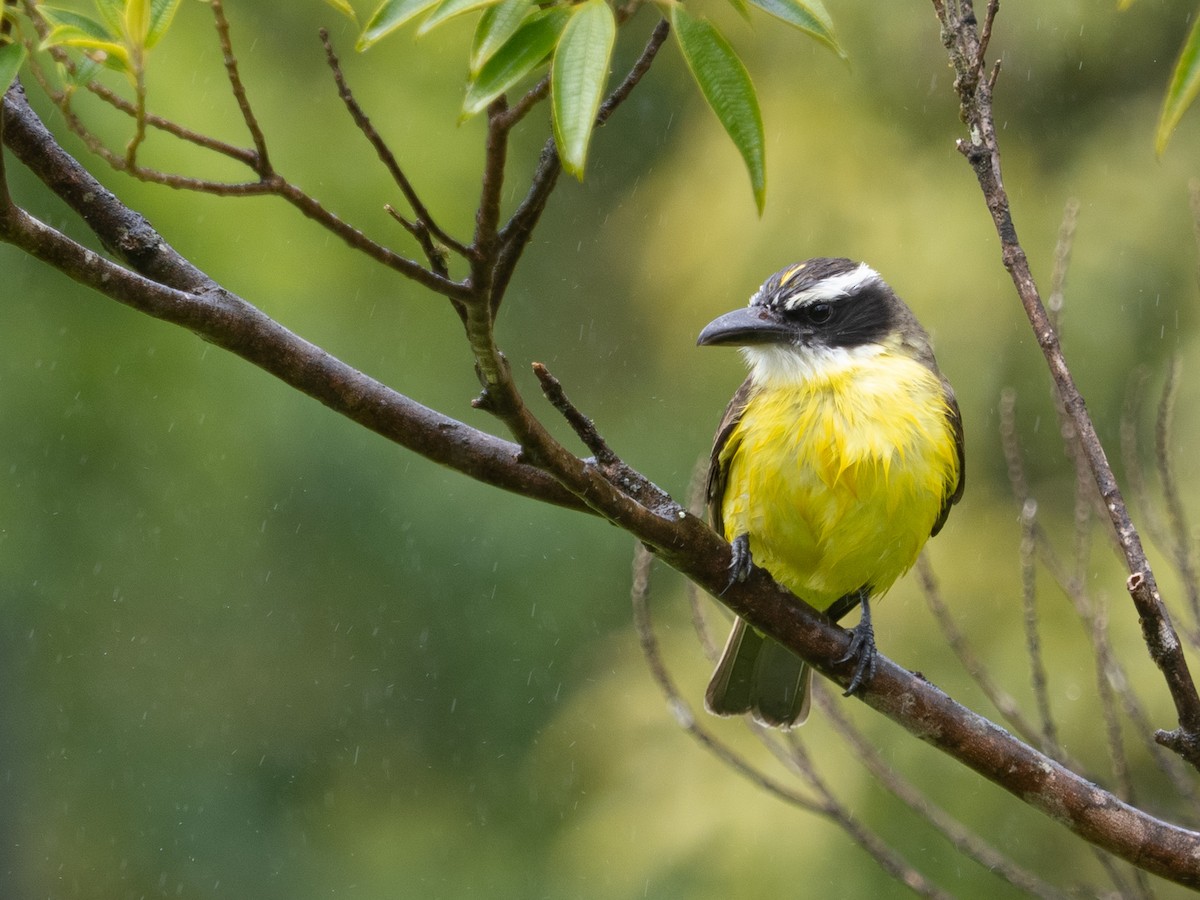 Boat-billed Flycatcher - ML650671076