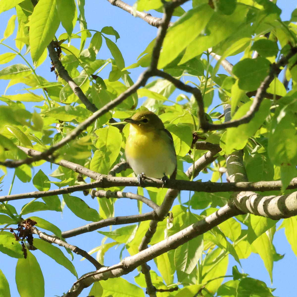 Yellow-throated Vireo - ML650671092