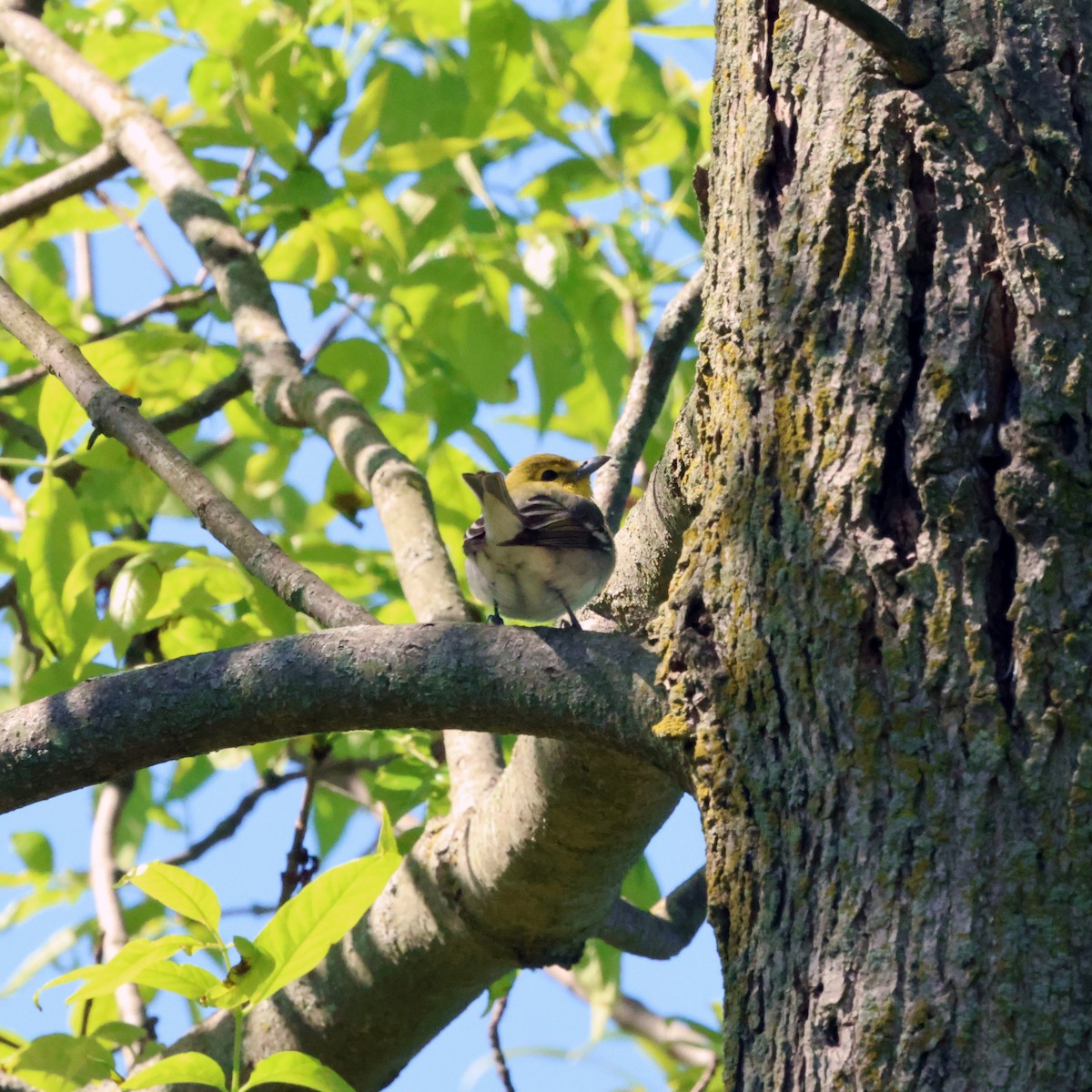 Yellow-throated Vireo - ML650671093