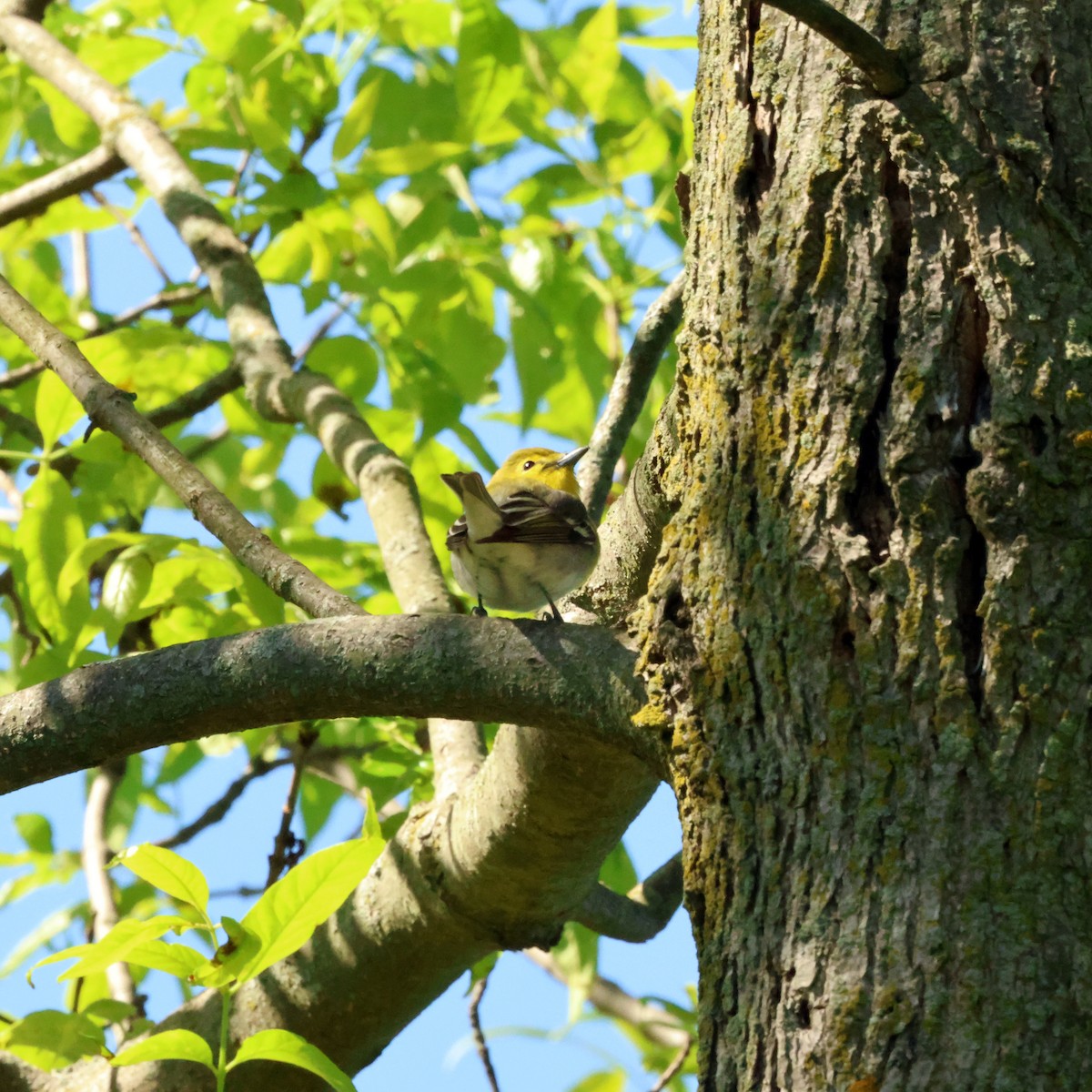 Yellow-throated Vireo - ML650671094