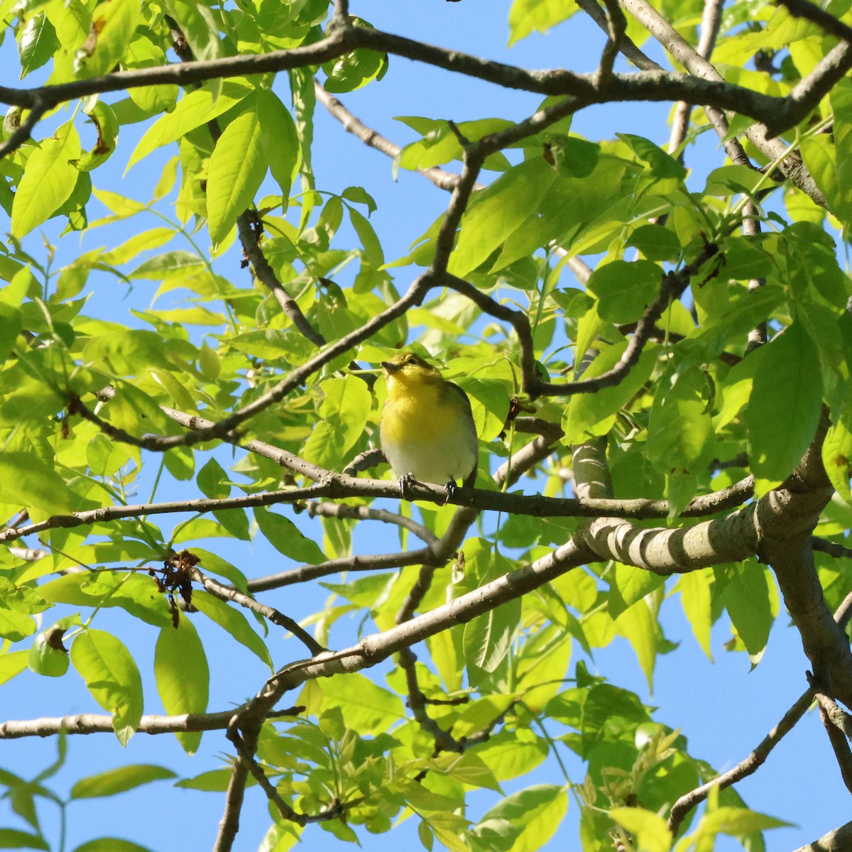 Yellow-throated Vireo - ML650671095