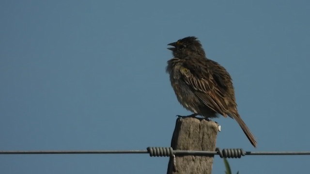 Grassland Sparrow - ML650671209