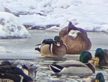 Pato Joyuyo - ML650671217