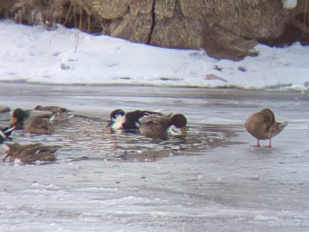 Ánade Azulón (variedad doméstica) - ML650671247