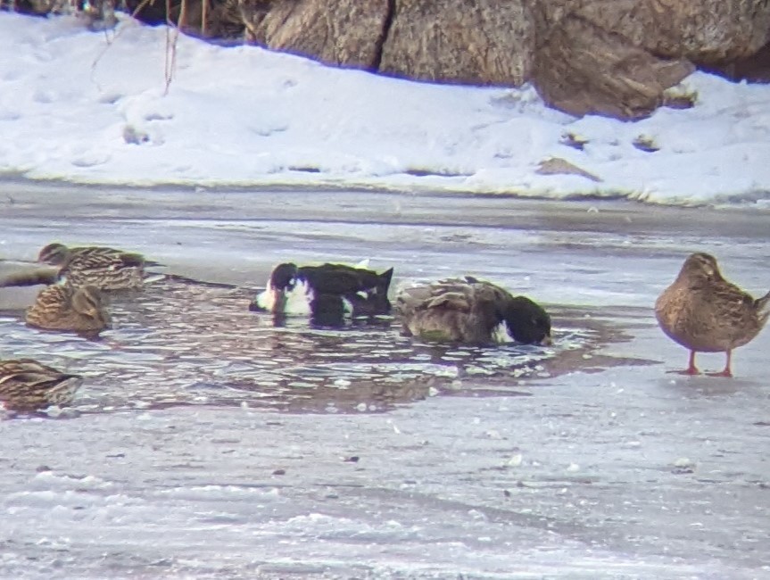 Ánade Azulón (variedad doméstica) - ML650671248