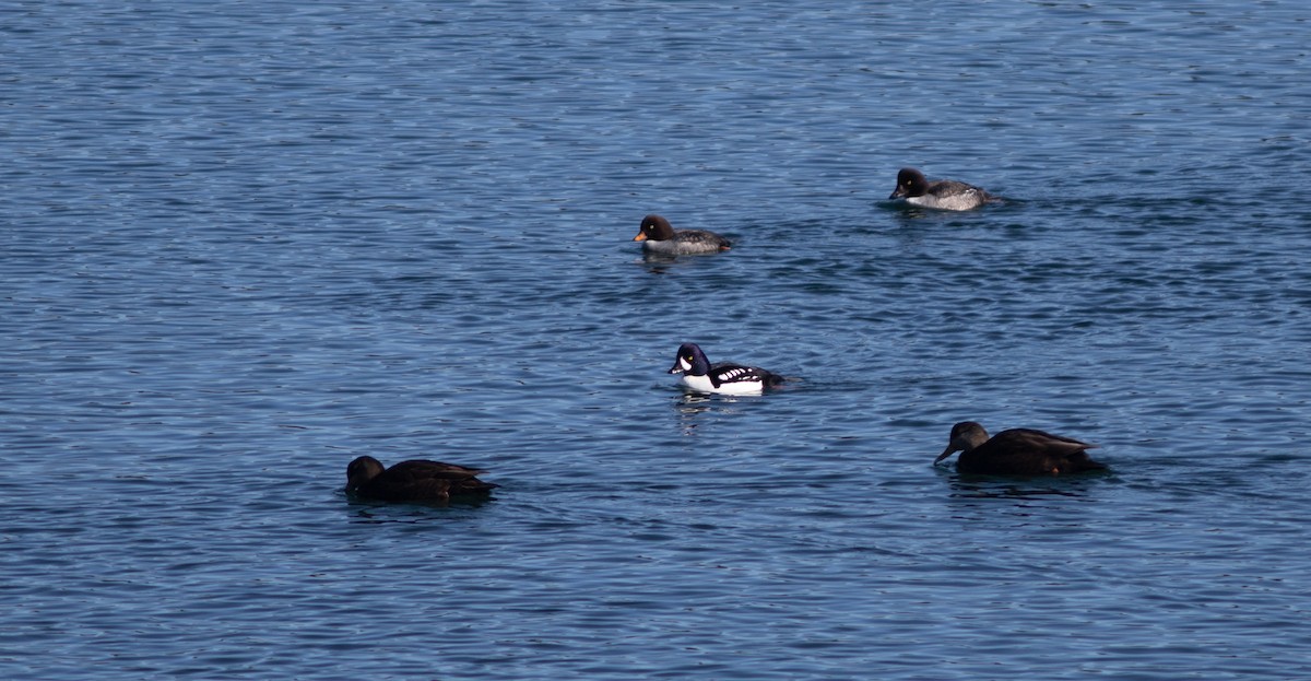 Garrot d'Islande - ML650671252