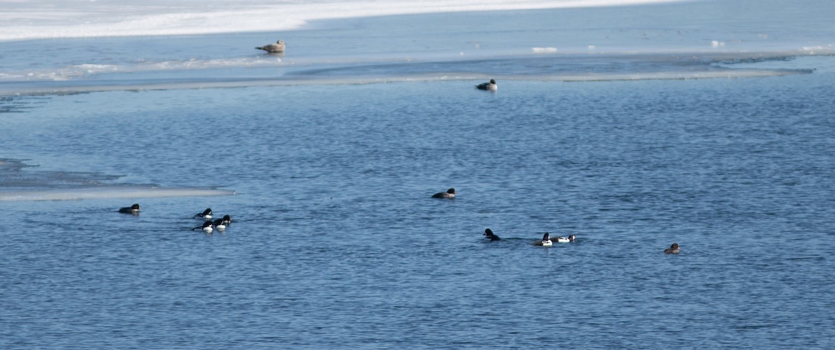 Garrot d'Islande - ML650671253