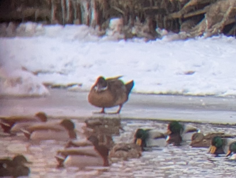 Pato sp. - ML650671269