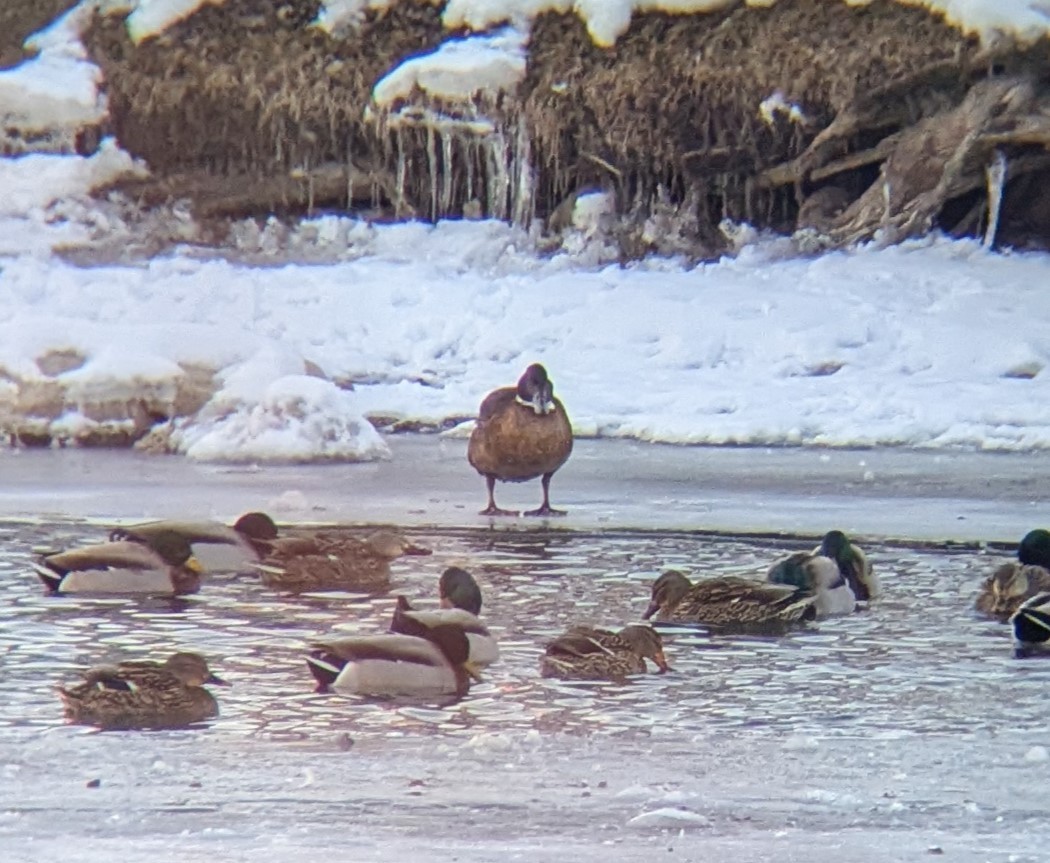 Pato sp. - ML650671270