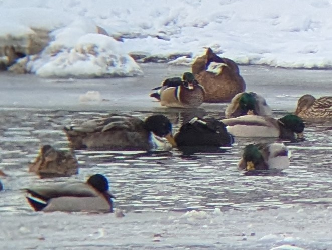 Ánade Azulón (variedad doméstica) - ML650671283