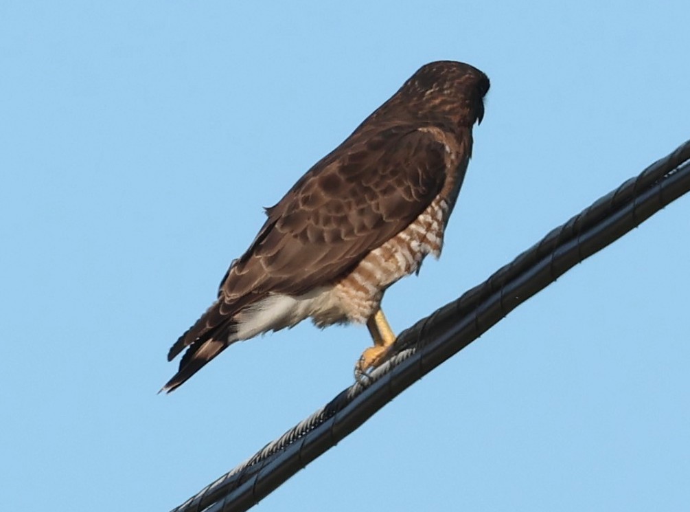 Broad-winged Hawk - ML650671336