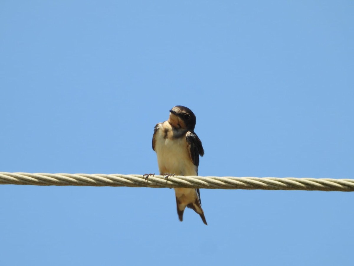 Golondrina Común - ML650671375
