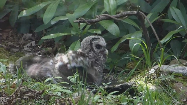 Barred Owl - ML650671431