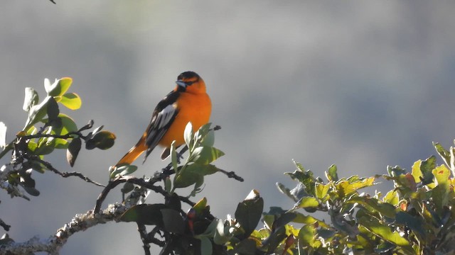 Bullock's Oriole - ML650671443