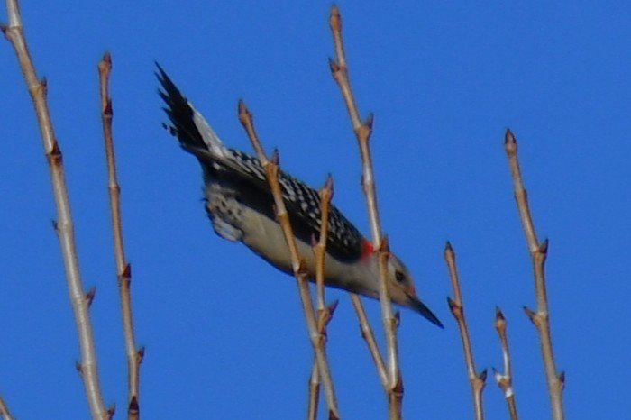 Гіла каролінська - ML650671473