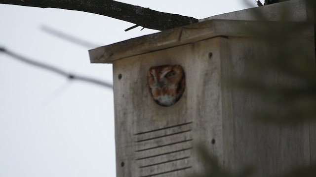 Eastern Screech-Owl - ML650671516