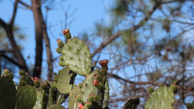 Broad-billed Hummingbird - ML650671657