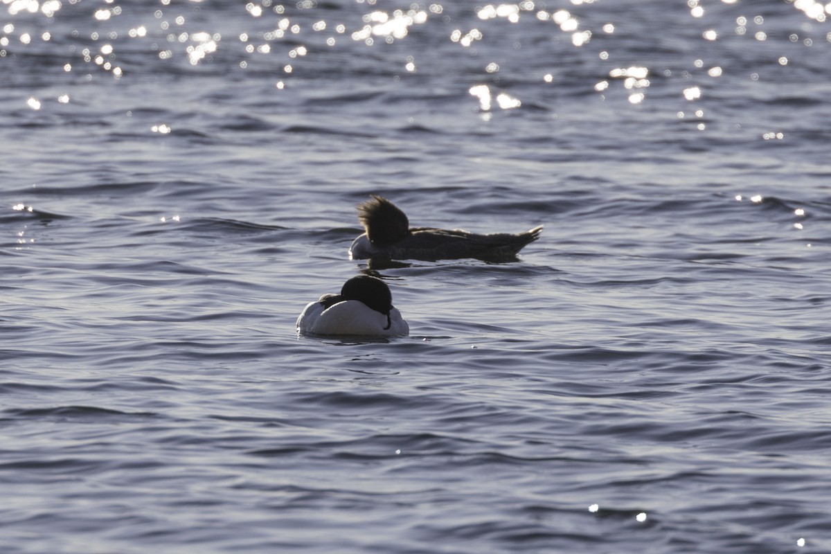 Крех великий - ML650671662