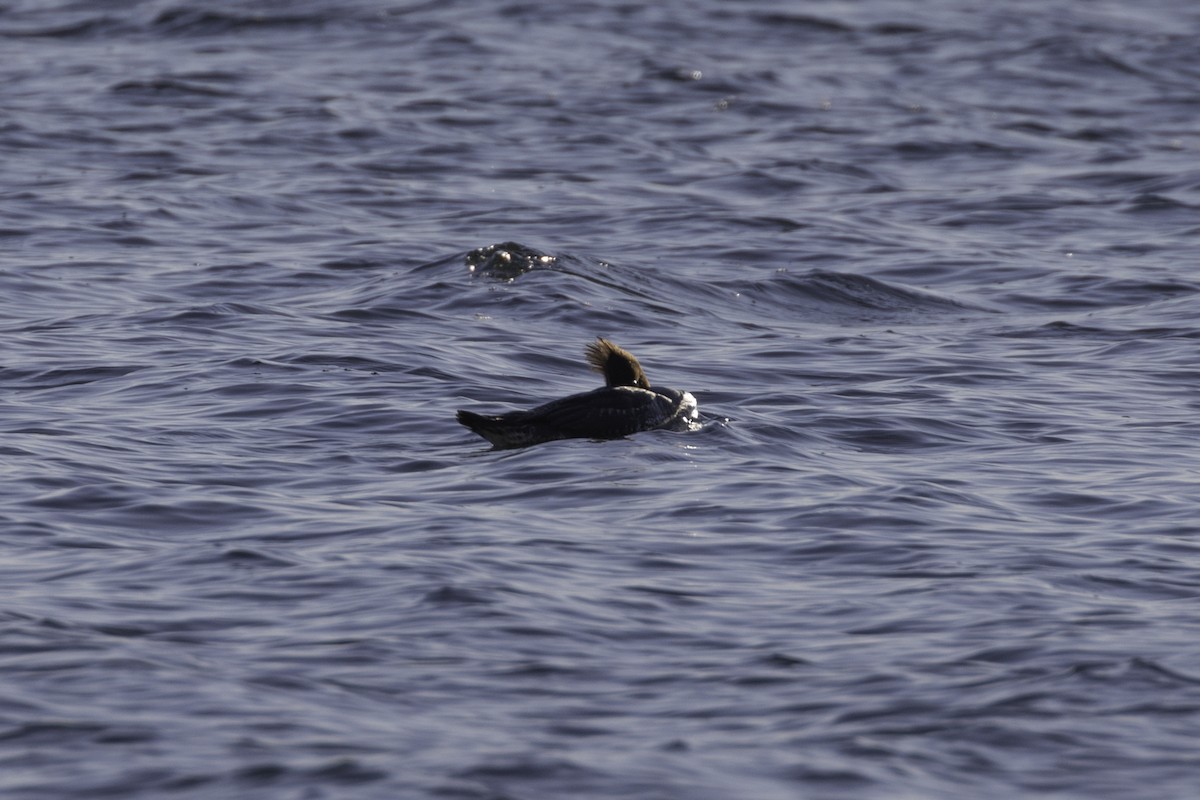 Крех середній - ML650671670