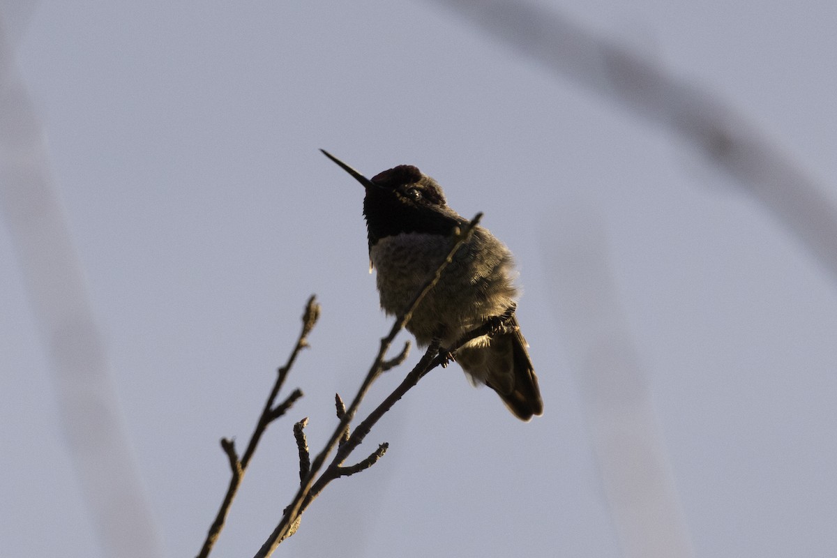 Каліпта рубіновоголова - ML650671671