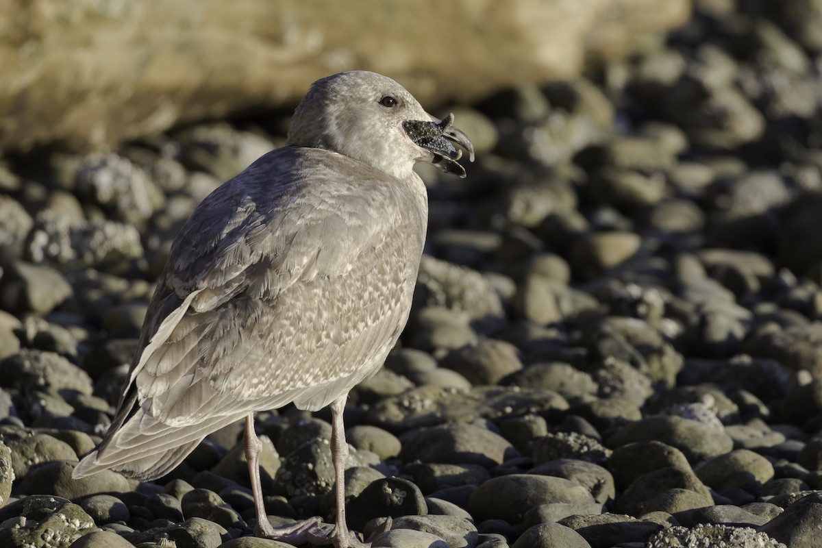 Мартин західний x берингійський - ML650671675