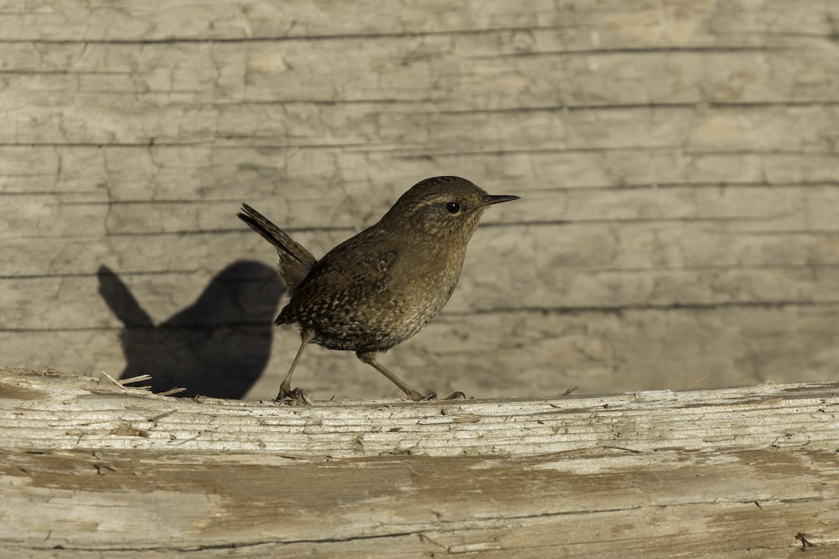 Волоочко кордильєрське - ML650671685