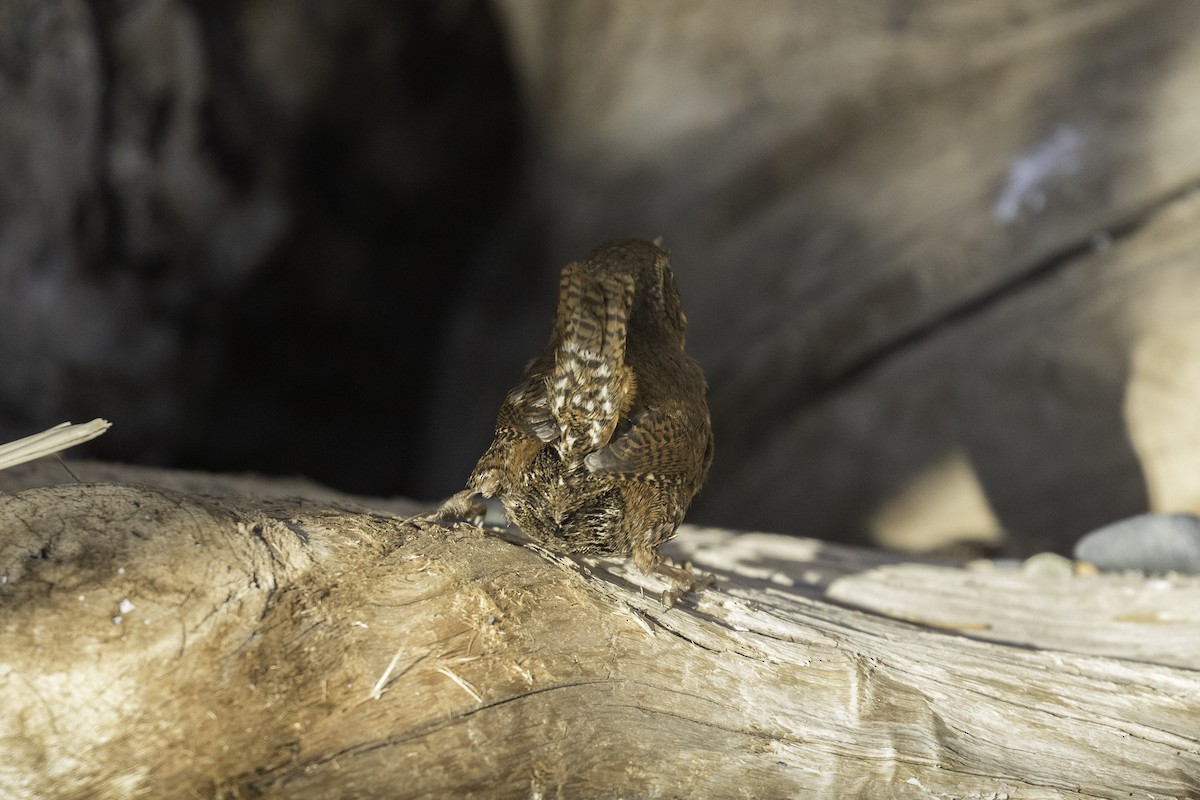 Волоочко кордильєрське - ML650671686