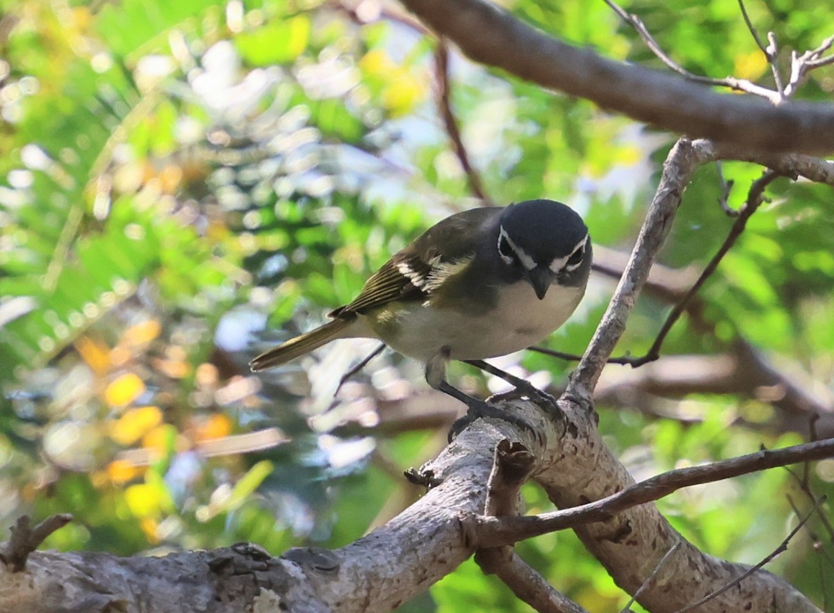Blue-headed Vireo - ML650671745