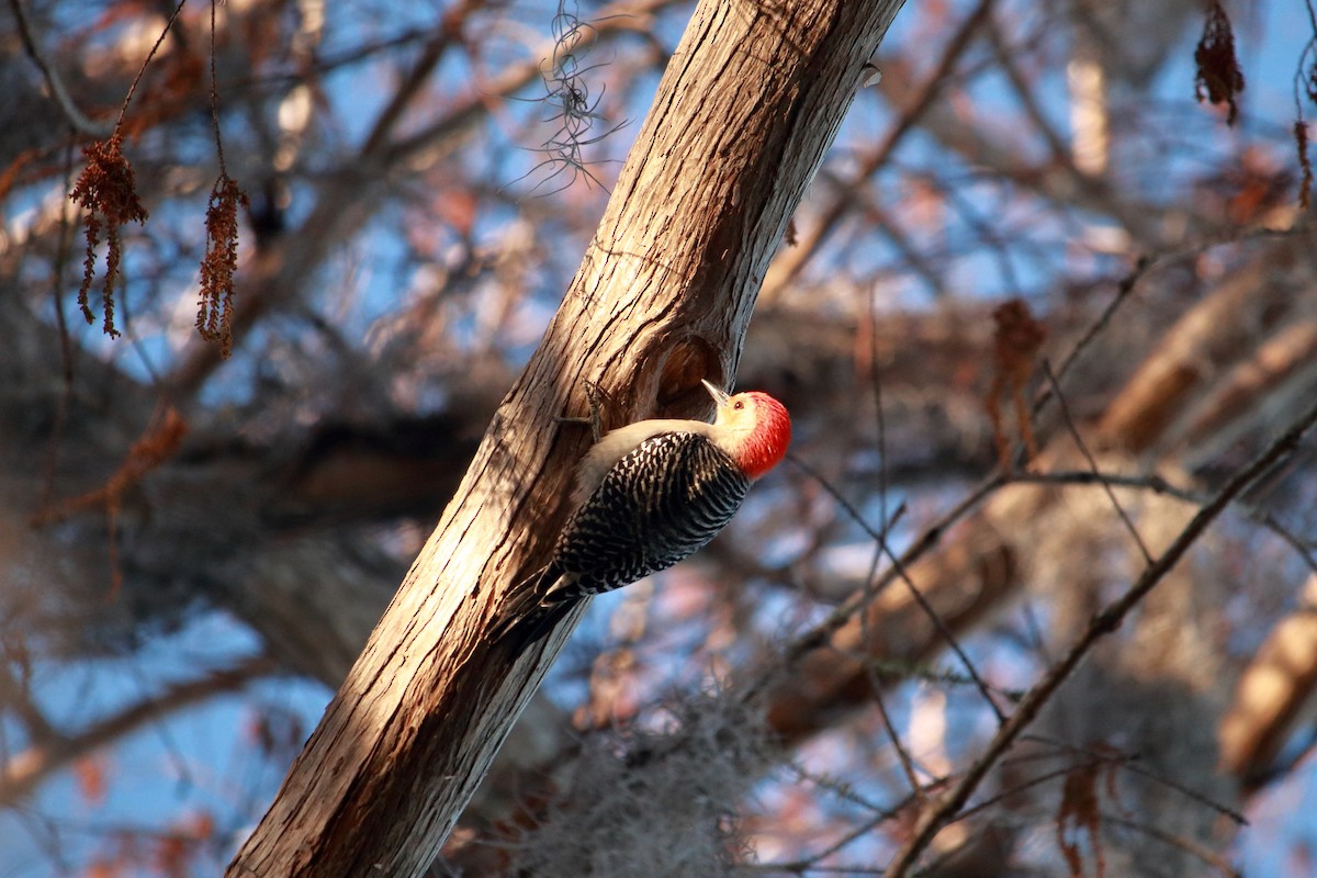Гіла каролінська - ML650671844
