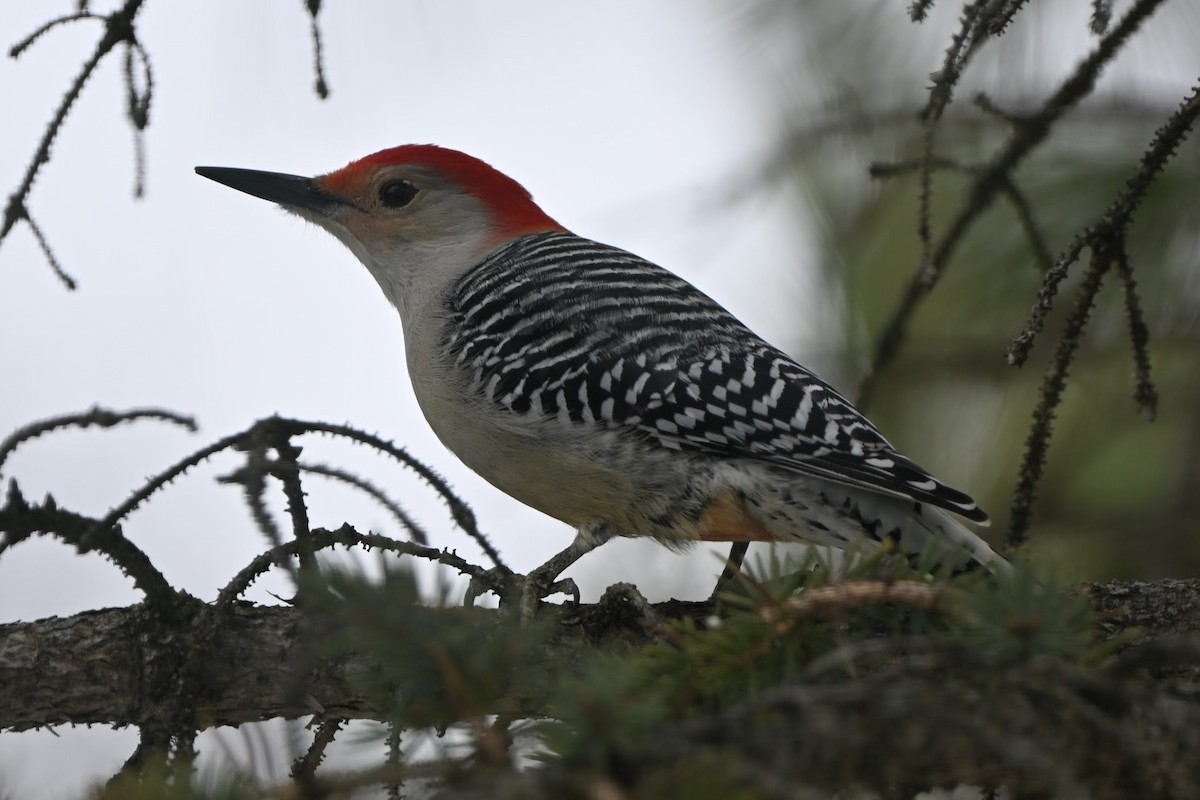 Гіла каролінська - ML650671856