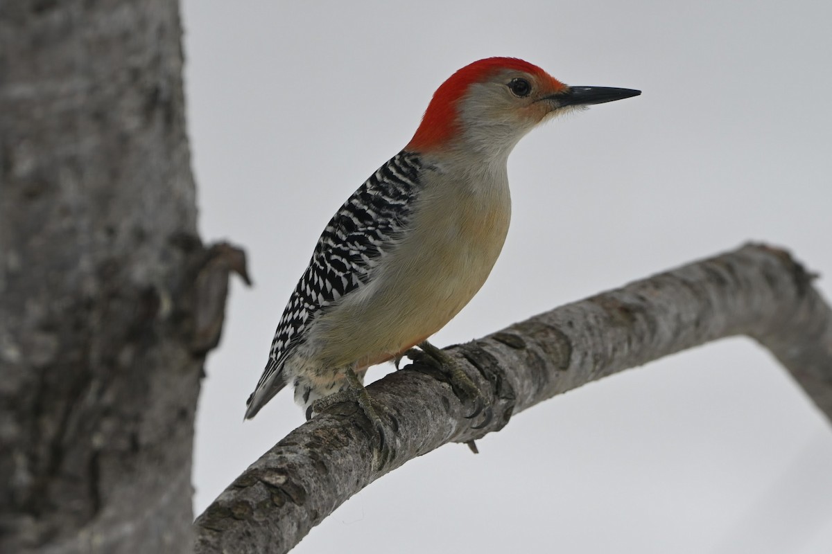 Гіла каролінська - ML650671857