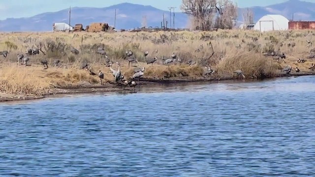 Sandhill Crane - ML650671934